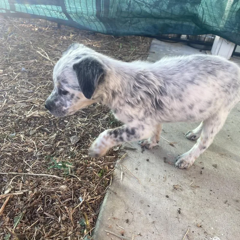 Primrose thumbnail 2