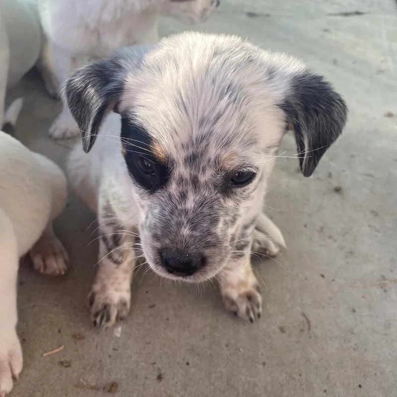 Primrose thumbnail 3