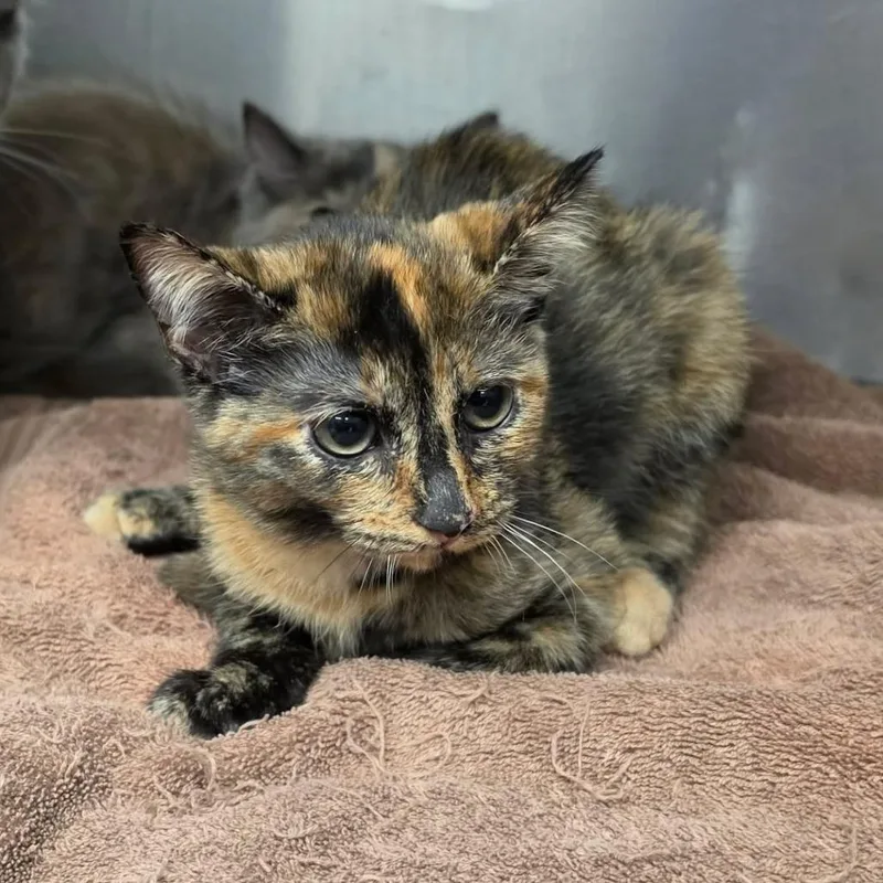 A baby small-sized female Black Domestic Short Hair cat named Pocket Change for adoption in Martinsville, VA