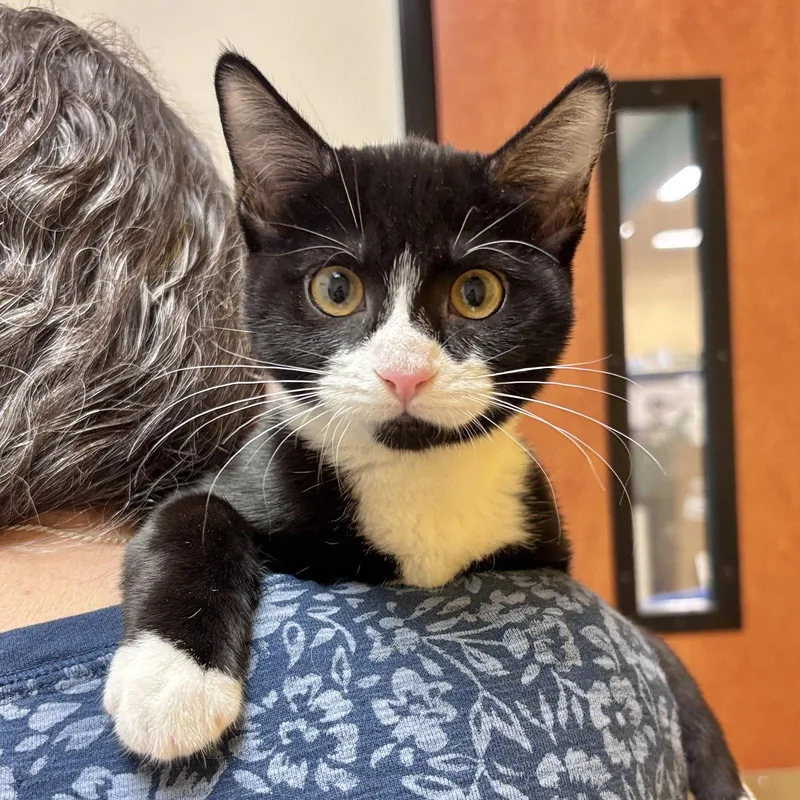 A baby medium-sized female Domestic Short Hair cat named Mia for adoption in Sonora, CA