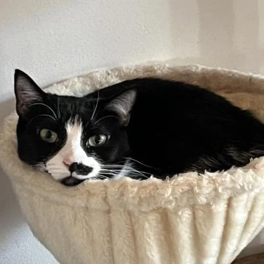 An adult small-sized female Black Domestic Short Hair cat named Dumpling for adoption in Long Island City, NY