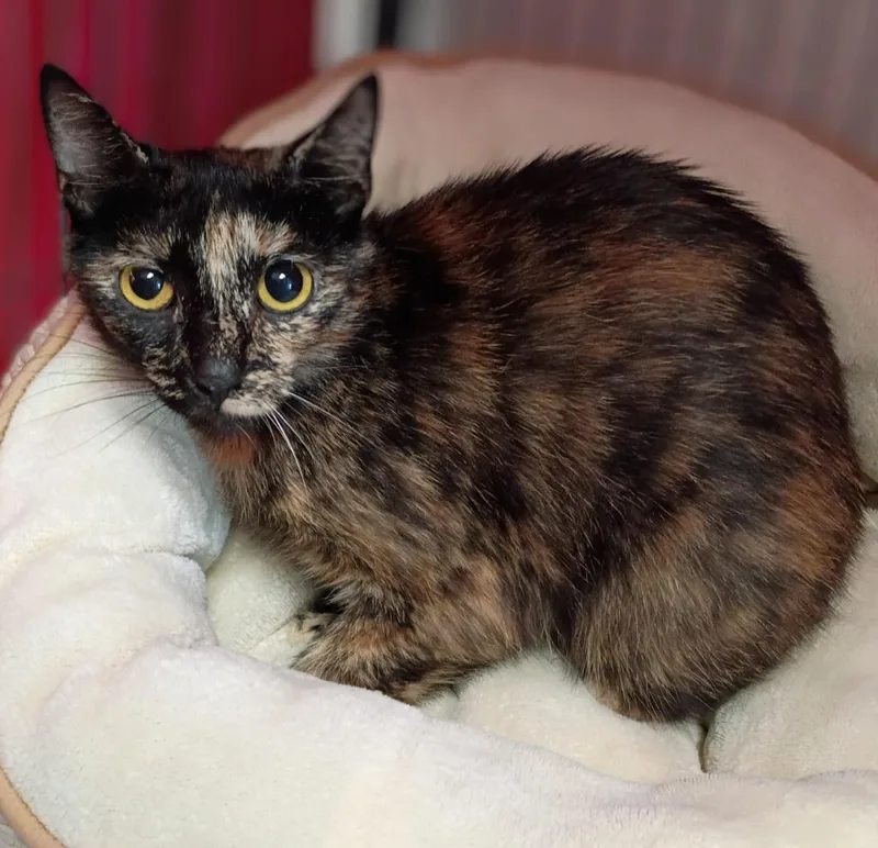 A young medium-sized female Domestic Short Hair cat named Dulce for adoption in Hamilton, OH