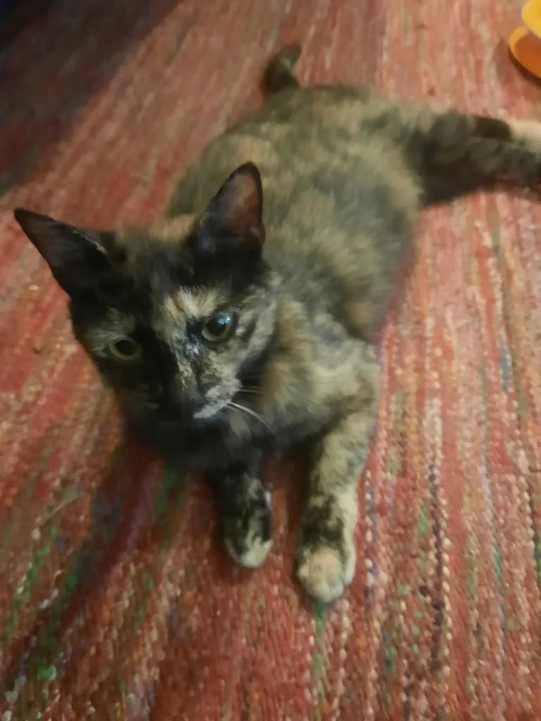 Dulce thumbnail 2