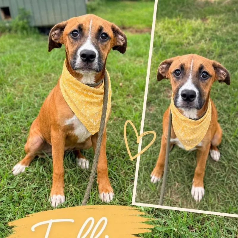 A young medium-sized female Red / Chestnut / Orange Boxer dog named Tollie for adoption in Naples, FL