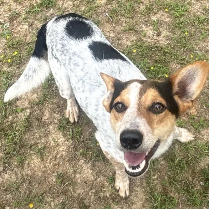 An adult small-sized male Tricolor (Brown, Black, & White) Australian Cattle Dog / Blue Heeler dog named Baby Boy for adoption in Warrior, AL