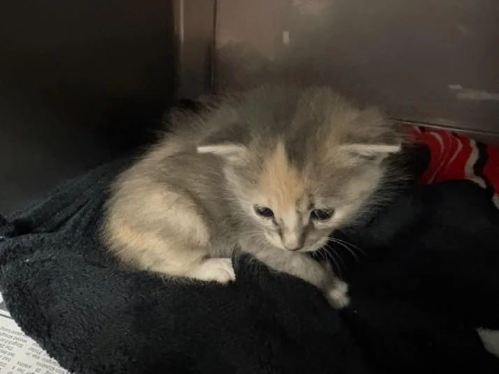 A baby small-sized female Domestic Short Hair cat named Dixie for adoption in Chatsworth, CA