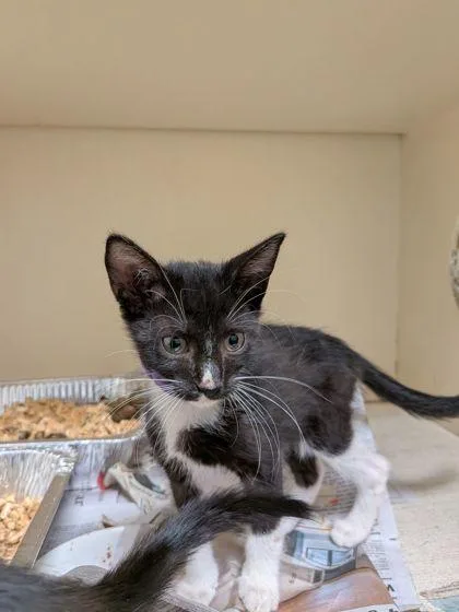 A baby small-sized male Domestic Short Hair cat named Rosencrantz [Purple] for adoption in Chamblee, GA