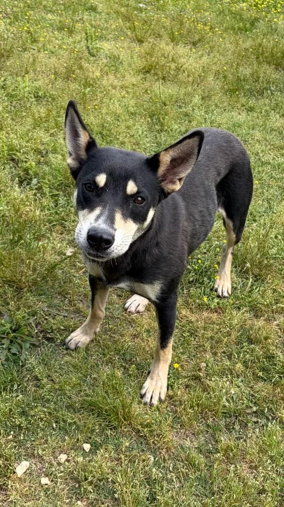 An adult medium-sized female Husky dog named Charlotte for adoption in Little Rock, AR