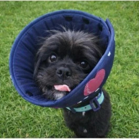 Leslie Knope thumbnail 5