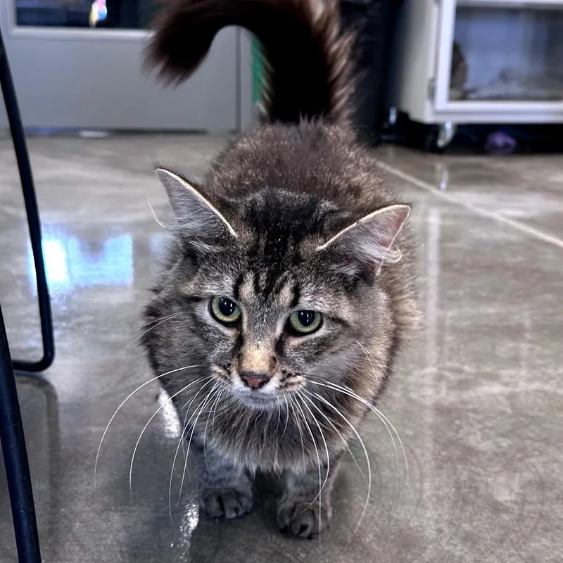 An adult medium-sized female Brown / Chocolate Domestic Medium Hair cat named Ethel for adoption in Mount Vernon, IN