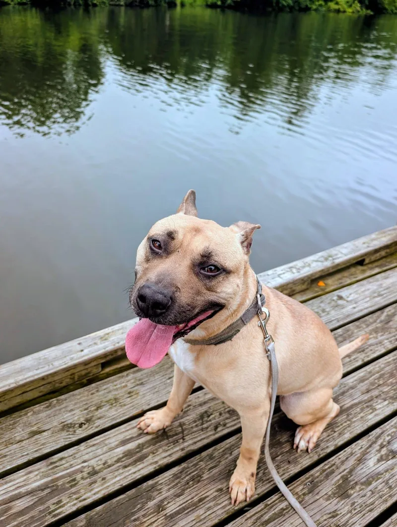 An adult large-sized male Apricot / Beige Pit Bull Terrier dog named Homer for adoption in Colonial Heights, VA