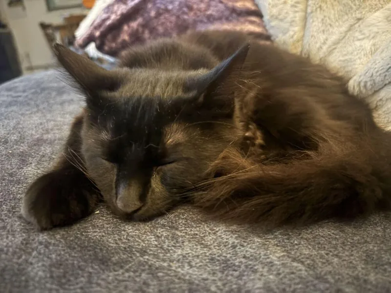 A baby medium-sized male Black Domestic Medium Hair cat named Rocky for adoption in Milltown, NJ