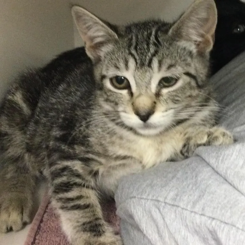 A baby small-sized female Brown / Chocolate Domestic Short Hair cat named Kate for adoption in Redwood City, CA