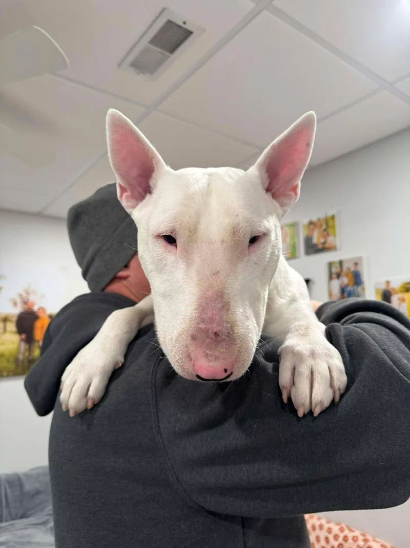 An adult large-sized male Bull Terrier dog named Jax for adoption in New York, NY
