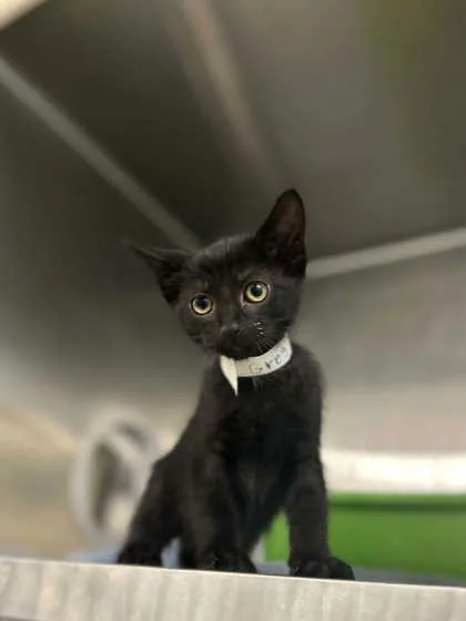A baby small-sized male Domestic Short Hair cat named Greg for adoption in Munster, IN