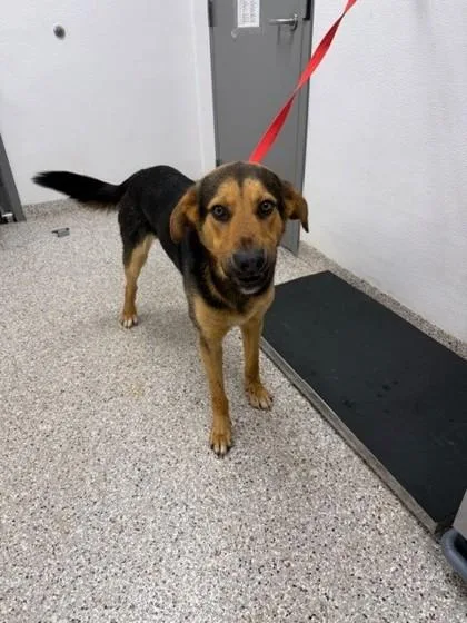 An adult large-sized male Shepherd dog named Corndog for adoption in Gastonia, NC