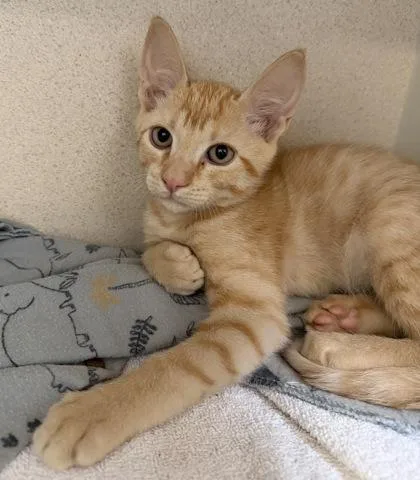 A baby small-sized male Tabby (Orange / Red) Domestic Short Hair cat named Sid for adoption in Salem, NH