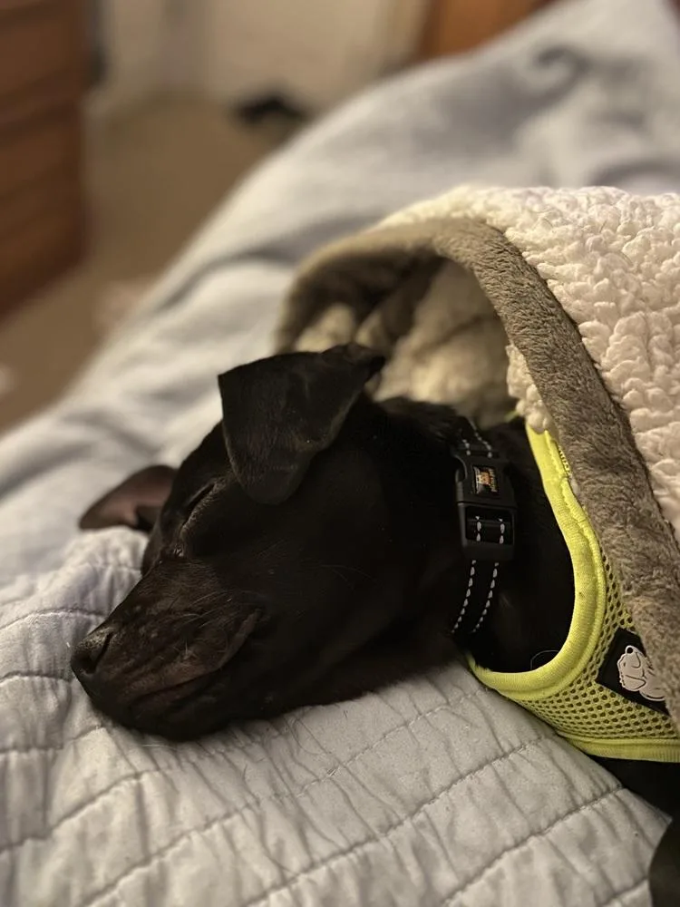 King George thumbnail 3