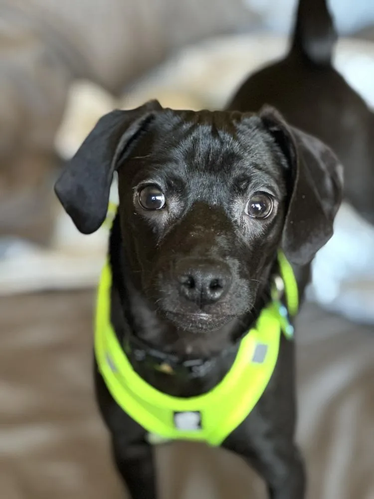 King George thumbnail 4