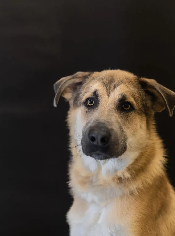 An adult large-sized male Brown / Chocolate Anatolian Shepherd dog named Thomas for adoption in Dickson, TN
