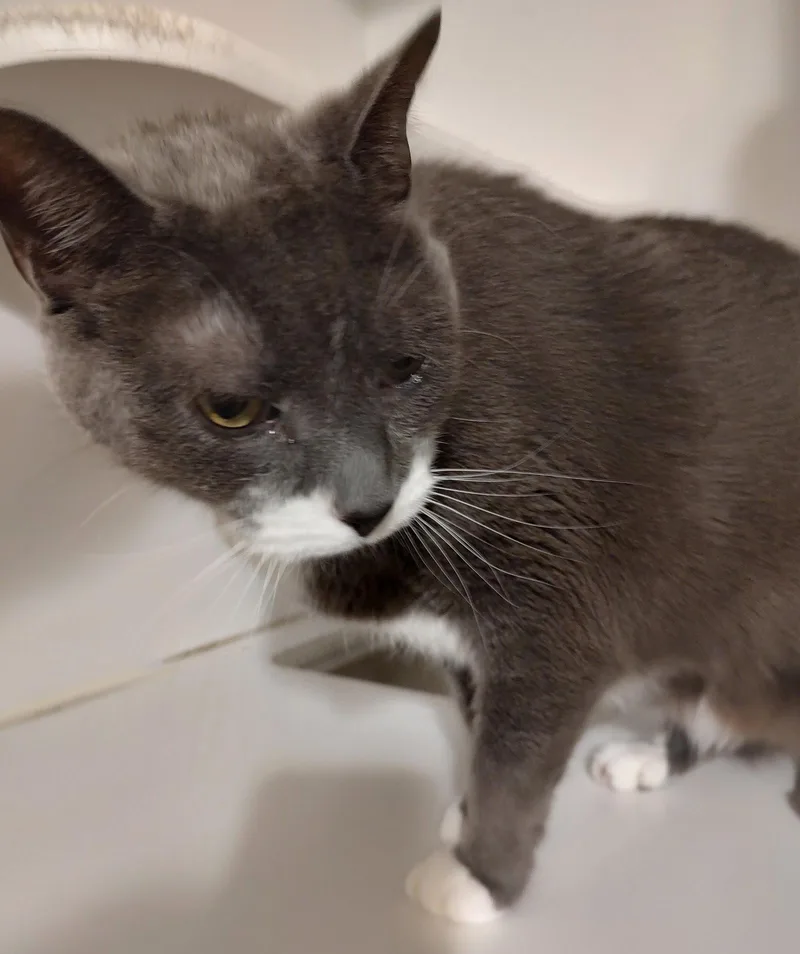 An adult extra large-sized male Domestic Short Hair cat named Carlo for adoption in Phoenix, AZ