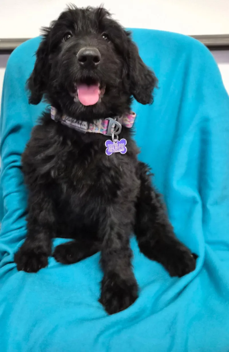 A baby medium-sized female Poodle dog named Georgina for adoption in Hillside, IL