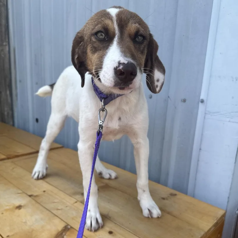 A baby small-sized female White / Cream Mixed Breed dog named Dw K for adoption in Union, MO