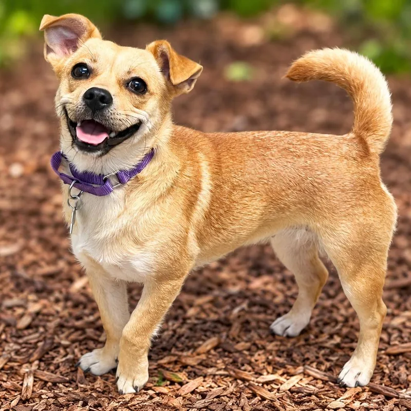 An adult small-sized female Chihuahua dog named Lulu for adoption in Boerne, TX