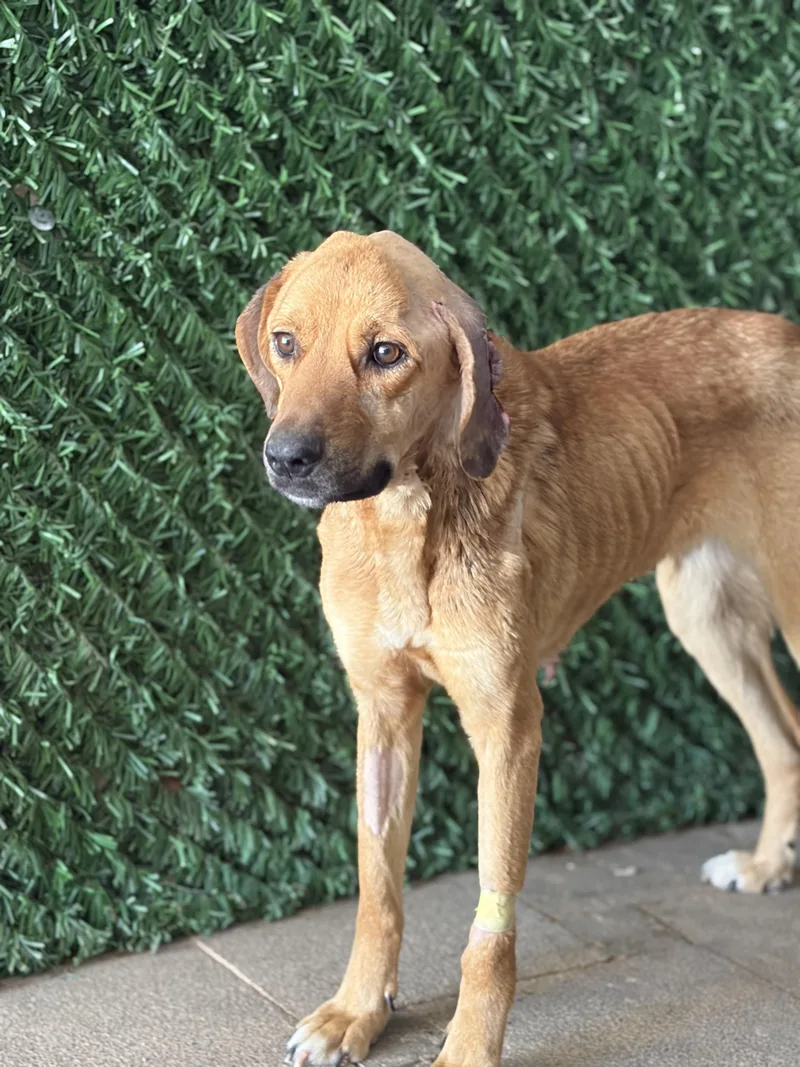 A young medium-sized female Canaan Dog named Sulayma the sweetie pie for adoption in Somerset, NJ