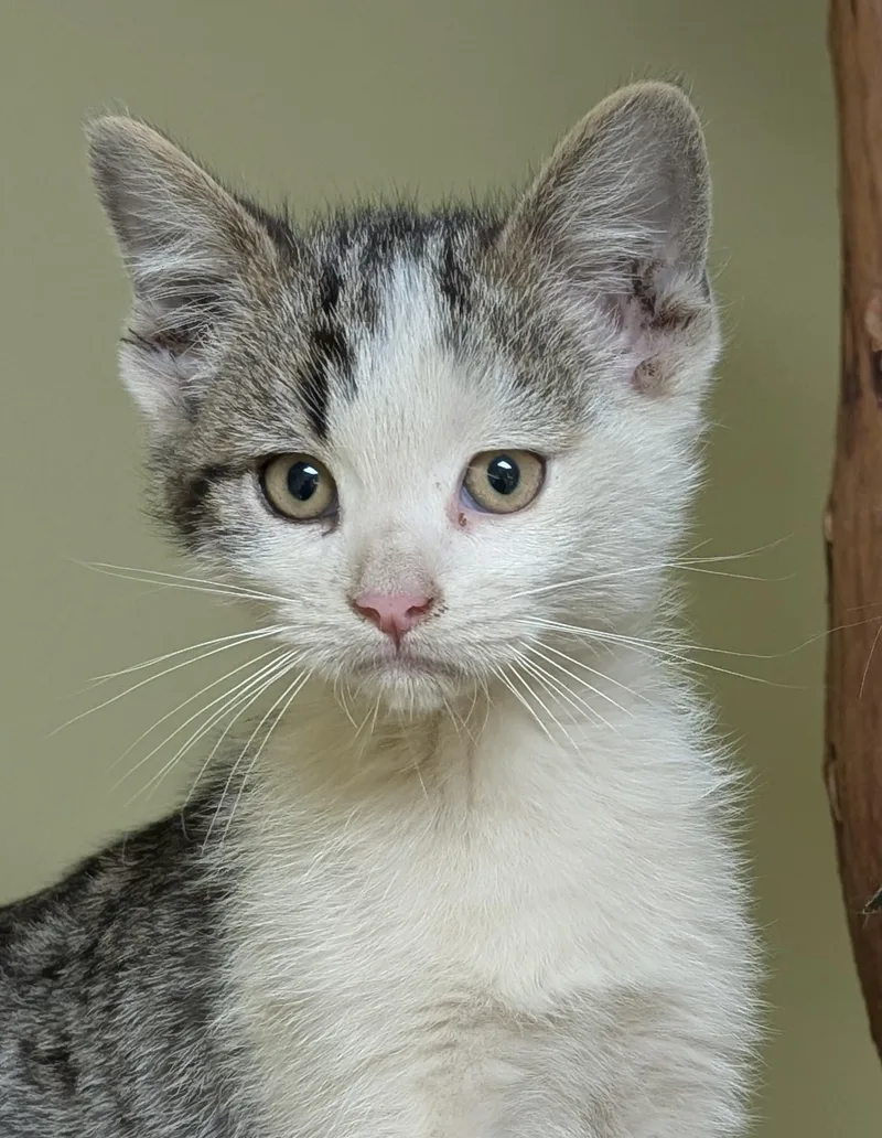 A baby medium-sized male Tabby (Gray / Blue / Silver) Domestic Short Hair cat named Toad for adoption in Hastings, NE