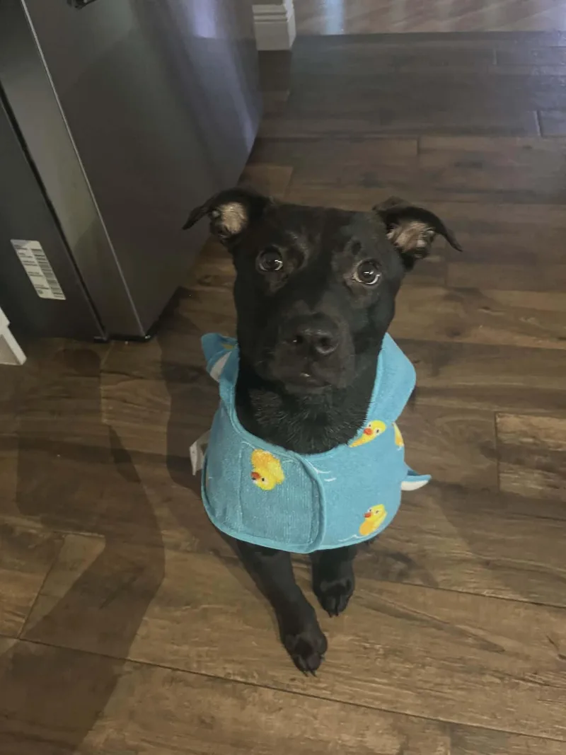 Wednesday Addams thumbnail 3