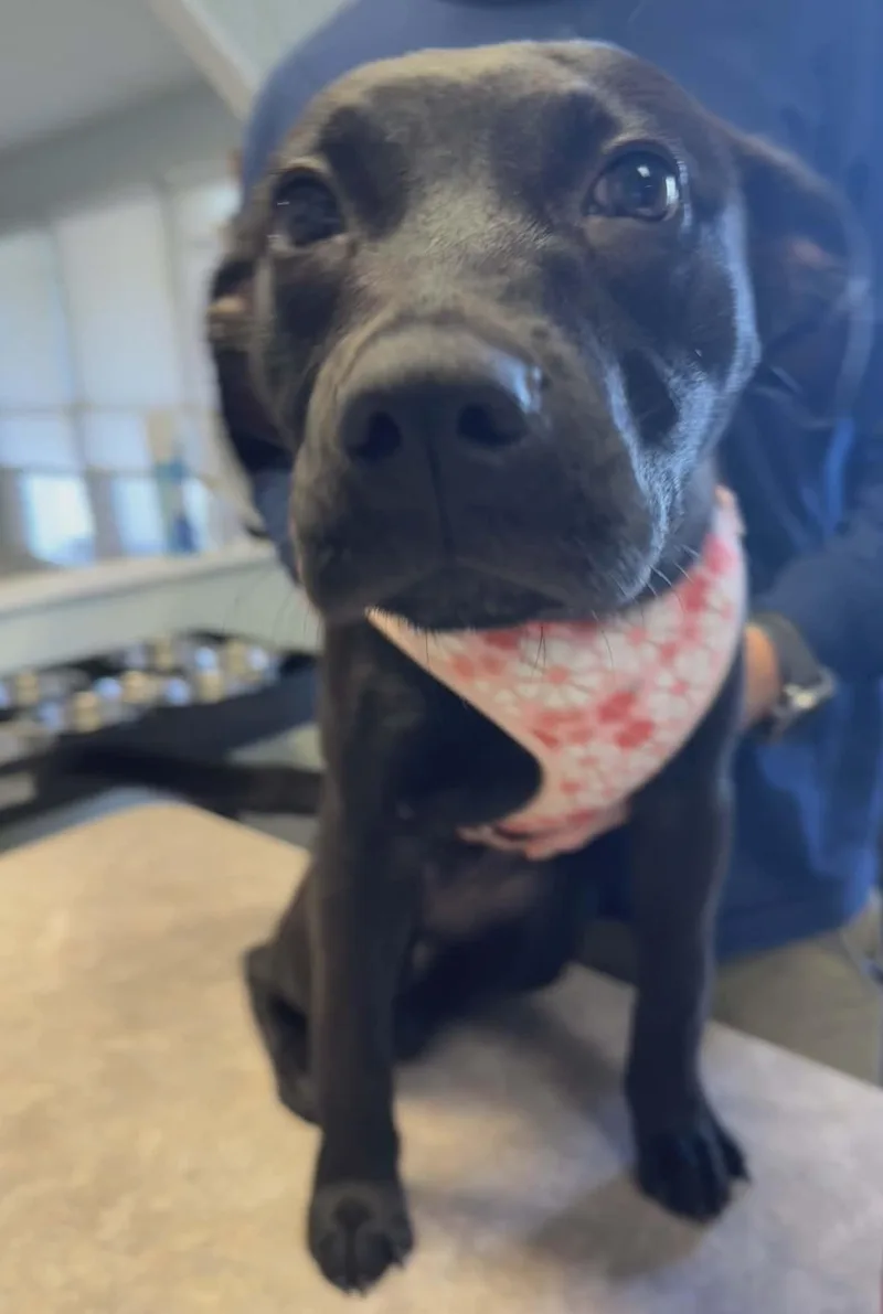 Wednesday Addams thumbnail 4