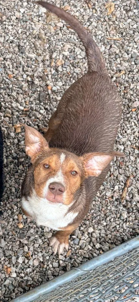 A baby medium-sized male Pit Bull Terrier dog named Butch for adoption in Batesville, AR