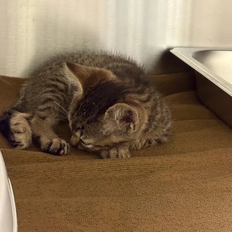 A baby small-sized male Brown / Chocolate Domestic Short Hair cat named Coopurrrr for adoption in Columbus, GA