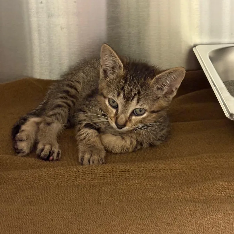 Coopurrrr thumbnail 2