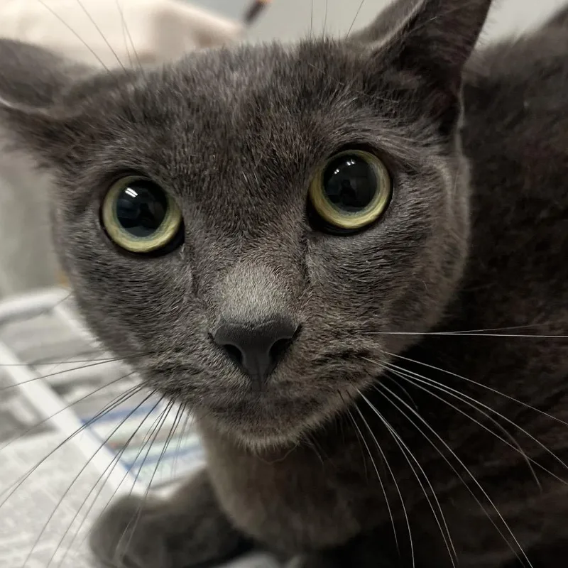 An adult large-sized female Domestic Short Hair cat named Little Bit for adoption in Jacksonville, FL
