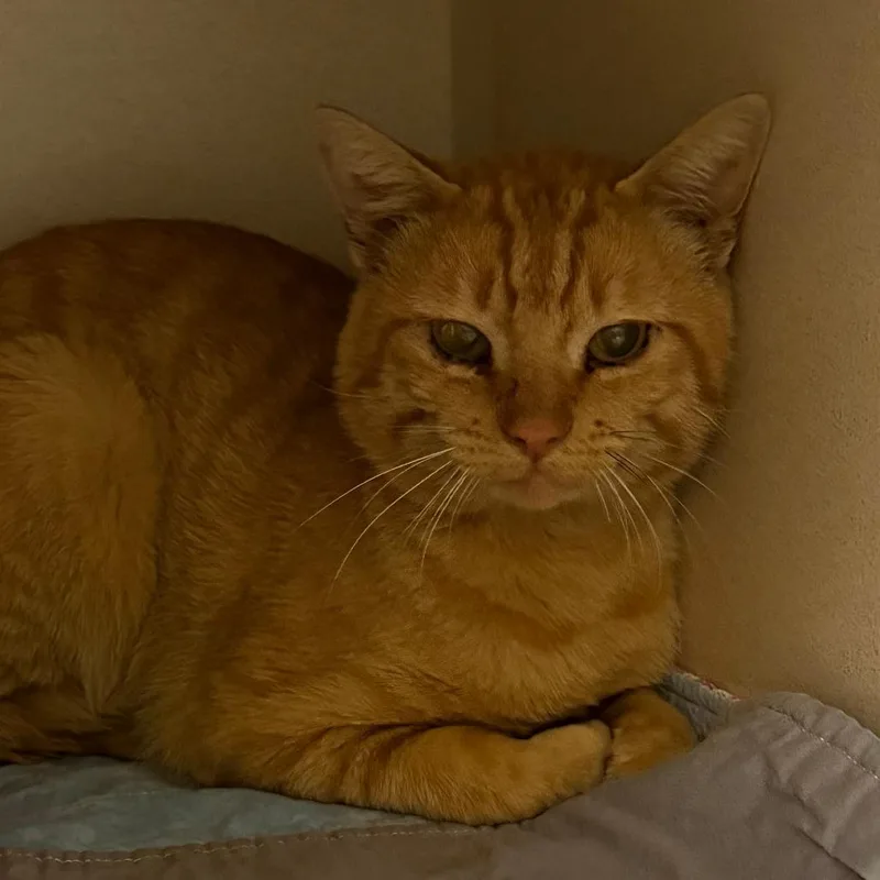 An adult medium-sized male Orange / Red Domestic Short Hair cat named Milo for adoption in Durango, CO