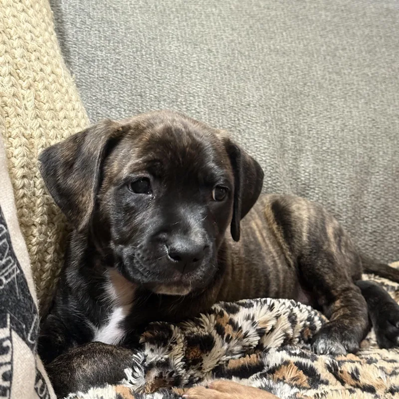 A baby large-sized female Brindle Shepherd dog named Kiwi for adoption in Rock Hill, SC