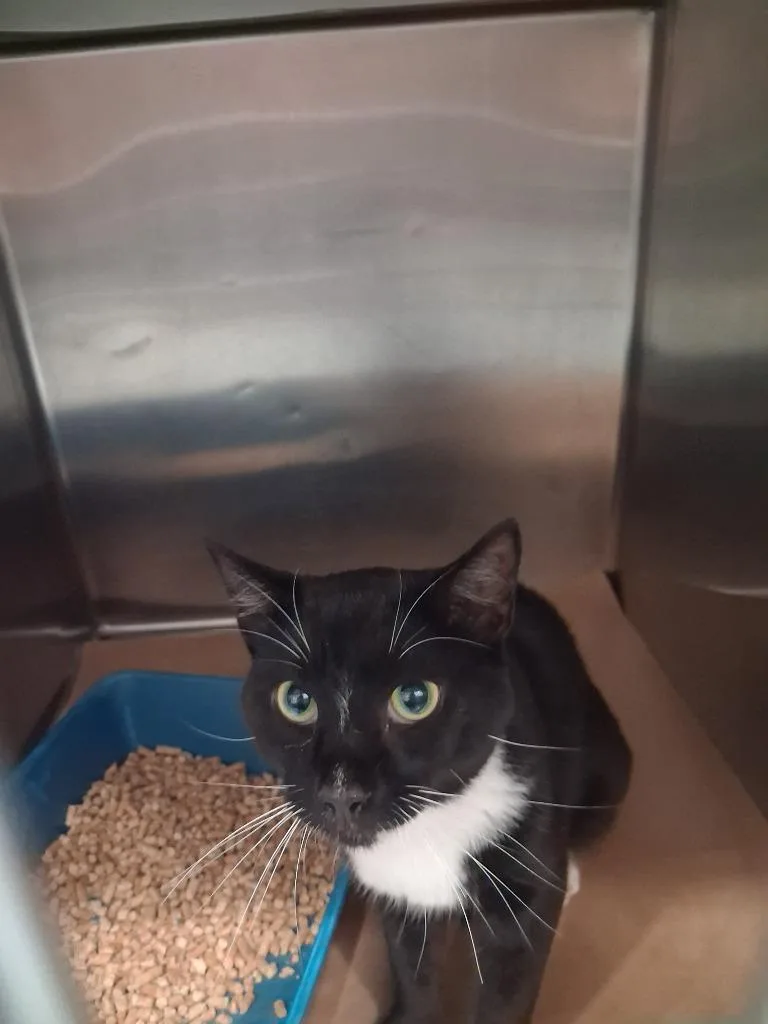 A young large-sized male Domestic Short Hair cat named Snail for adoption in Cartersville , GA