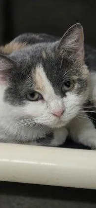 An adult medium-sized female Domestic Short Hair cat named Nova for adoption in Oskaloosa, IA