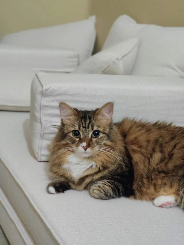 An adult medium-sized female Tabby cat named Camelia for adoption in Calimesa, CA