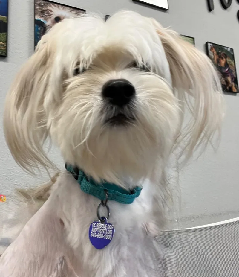 An adult small-sized male Maltese dog named Simon the Maltese for adoption in Lake Forest, CA