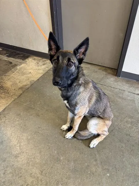 A young large-sized female Belgian Shepherd / Malinois dog named Suki for adoption in Ontario, CA