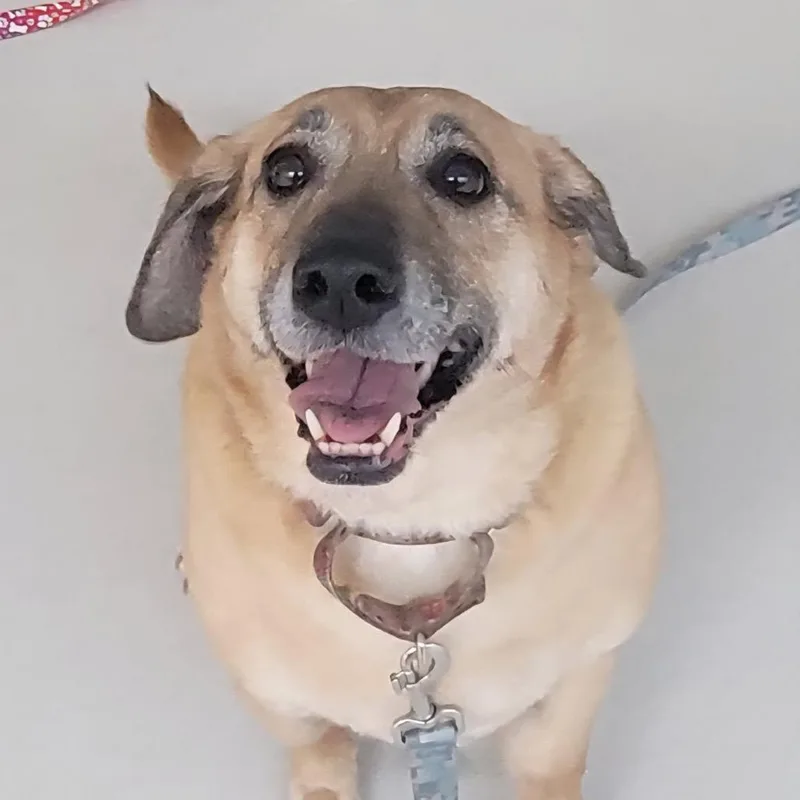 A senior large-sized female Apricot / Beige Beagle dog named Olive for adoption in Warwick, RI