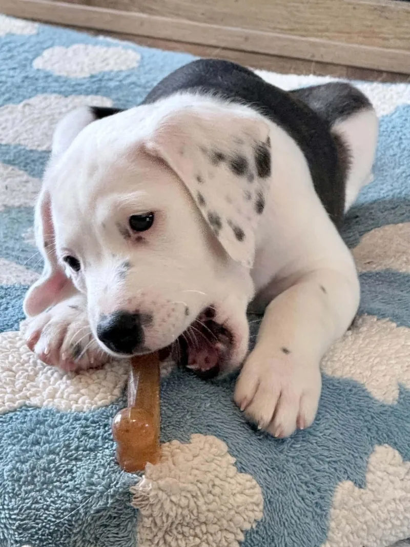 A baby large-sized female White / Cream Pit Bull Terrier dog named Kenya for adoption in Columbia, MO