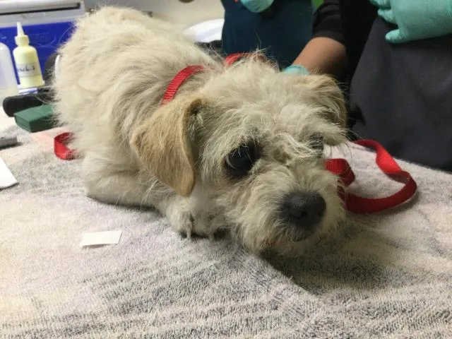 An adult small-sized female Terrier dog named Midge for adoption in Riverside, CA