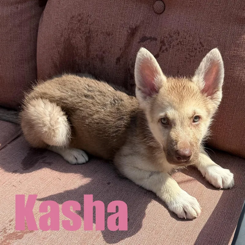 Kasha thumbnail 3
