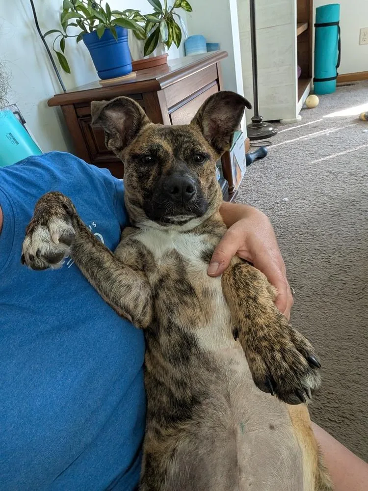 A young medium-sized female Mountain Cur dog named Noli for adoption in New Albany, OH
