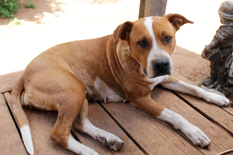 An adult medium-sized female Red / Chestnut / Orange Pit Bull Terrier dog named Faith for adoption