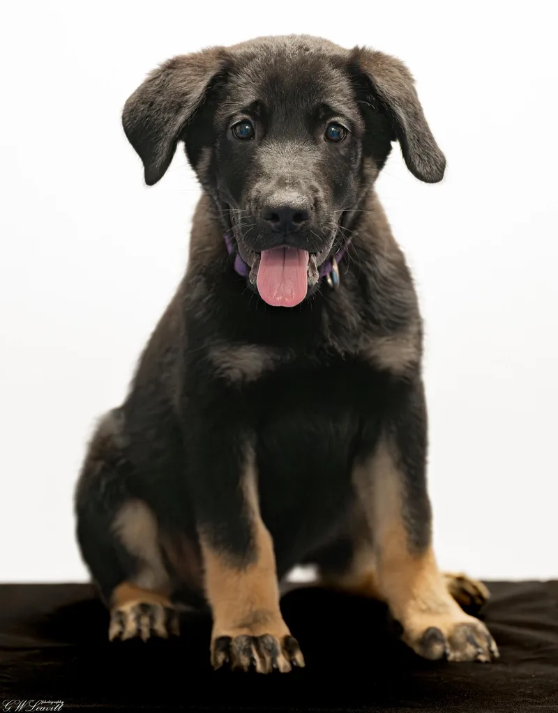 A baby medium-sized male Black Labrador Retriever dog named Neo for adoption in BONIFAY, FL